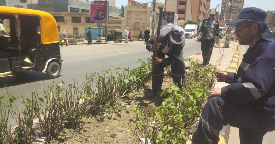 زراعة 327 ألف شجرة ضمن مبادرة 100 مليون شجرة فى كفر الشيخ صور اليوم السابع 