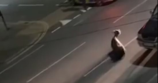 الشرطة البريطانية تدهس بقرة شاردة مرتين والحادث يفجر غضبا فى لندن.. فيديو