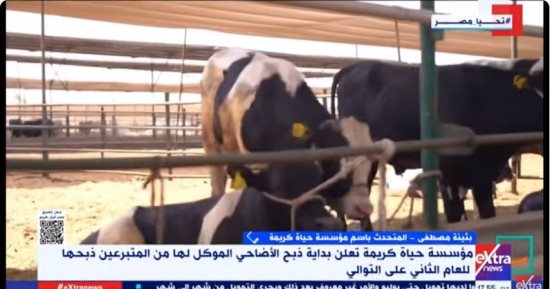 "حياة كريمة": وزعنا هدايا ووجبات على دور الأيتام والمسنين وسنرسل لحوما لغزة