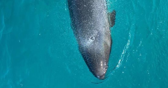 تعرف على killer false whale أهم أنواع الدلافين نادرة الظهور بالبحر الأحمر