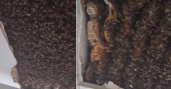 مستعمرة نحل عملاقة تعيش فى سقف منزل اسكتلندى.. لن تصدق حجمها "فيديو"