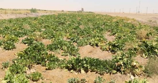 نجاح زراعة بنجر السكر بالوادى الجديد على مساحة 12.3 ألف فدان بإنتاجية 50 طنا للفدان.. والمحافظة تتعاقد مع مصنع سكر أبو قرقاص لتوريد الإنتاج للمزارعين.. وتؤكد: نقدم الدعم الكامل للزراعات غير التقليدية.. صور