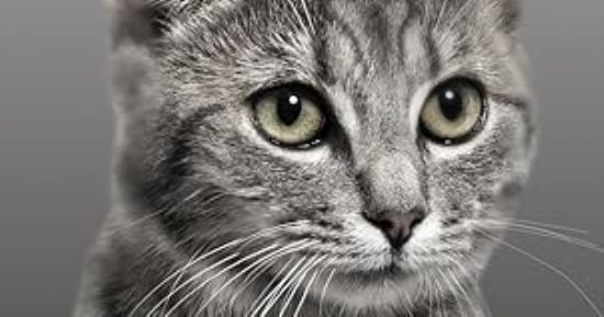 رواية لقطتك.. Meaw كتاب لتعليم "النونوة" والسعر مفاجأة