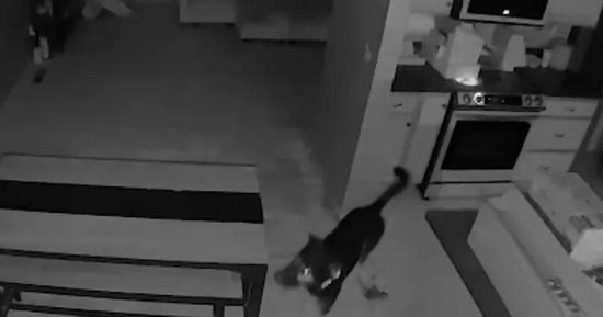 لعب فى البوتاجاز.. كلب يسبب كارثة بمنزل عائلة أمريكية أثناء نوم أصحابه "فيديو"