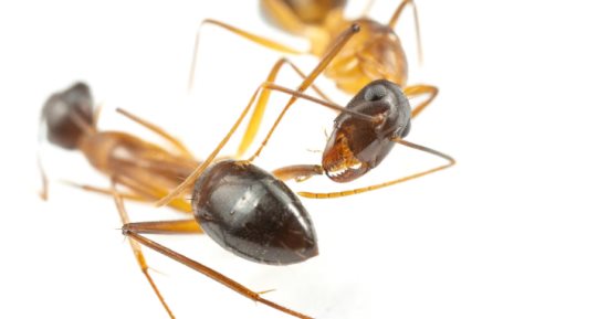 دراسة تكشف: النمل الحفار يجرى عملية بتر أطراف رفاقه لإنقاذ حياتهم