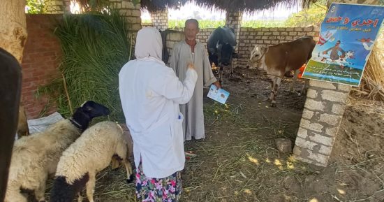 تحصين4650 رأس بالجيزة بأول يوم للحملة القومية 2 لتحصين الماشية ضد الحمى القلاعية