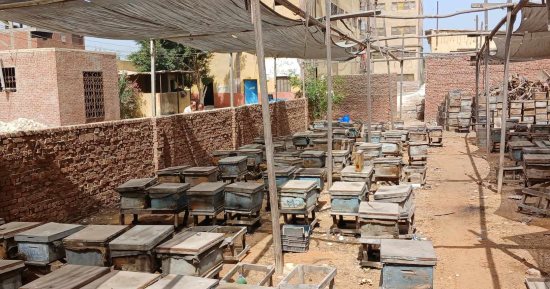 هنا الجوسق فى الشرقية.. قصة نجاح من الثمانينيات في إنتاج البيض والعسل.. تتصدر إنتاج 500 ألف بيضة سنويا بفضل المشروعات.. والجمعية التعاونية بالقرية تنافس القطاع الخاص لصالح المستهلك.. صور