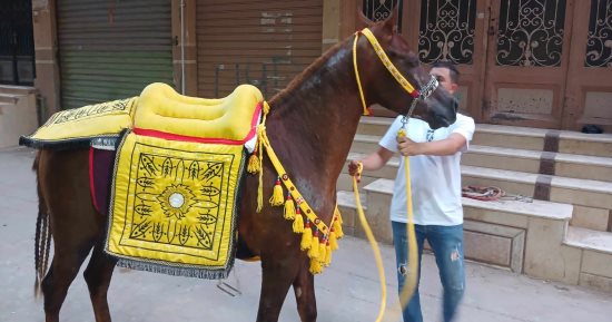 صنع فى مصر.. سروج الخيل حرفة يدوية تقاوم الاندثار بالشرقية.. "مصطفى" شاب شرقاوى ورث الحرفة أبا عن جد.. منتجاته تصدر للدول العربية.. السرج الخليجى الأكثر تداولا عند القبائل والمطلى بماء الذهب الأعلى قيمة مادية