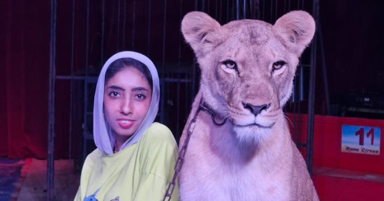 تتابع صحة 45 أسدا.. مغامرات طبيبة بيطرية