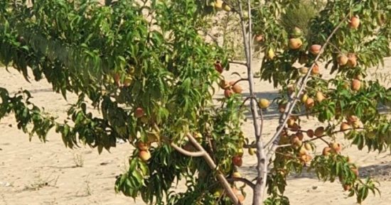 الخوخ البلدى بشمال سيناء.. نكهة طبيعية وخال من الكيماويات ويروى بمياه المطر