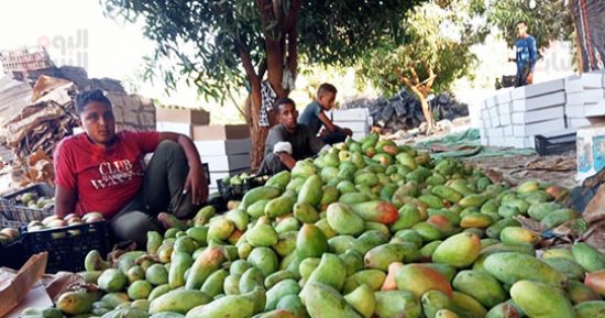 ملكة الفواكه.. جنى ثمار المانجو بمزارع الصعيد