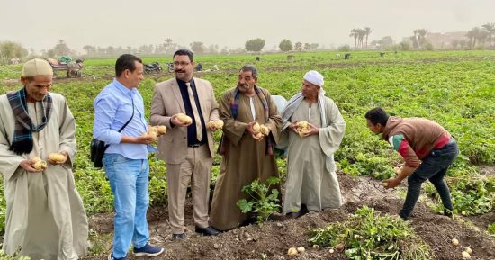قرى بالمنيا تتحول إلى قلاع زراعية.. أسطال قلعة زراعة التين الشوكى والبرجاية مشهورة بزراعة البطاطس وبنى أحمد بالجزر.. ومزارعون: ساهمت فى توفير فرص العمل طوال العام وبورصة البطاطس خير دليل.. صور