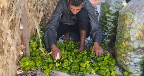 حصاد الفلفل الأخضر.. بث مباشر من أراضى المنيا