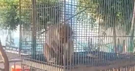 اتفرج على الغزلان والعقاب والقرود فى حديقة الحيوان بدسوق.. فيديو