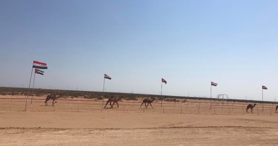 ميدان سباقات الهجن بالعلمين: معلم رياضى حديث على ساحل مصر الشمالى