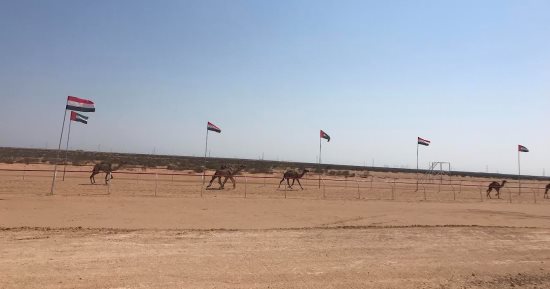 سباقات الهجن بالعلمين.. أقدم رياضة عربية تعود إلى مجدها على ساحل مصر الشمالى.. ميدان مجهز يستقبل الهجانة من كل المحافظات.. تنافس يعشقه ملاك ومحبّو الإبل.. وفرص للتجارة والتسوق والترفيه