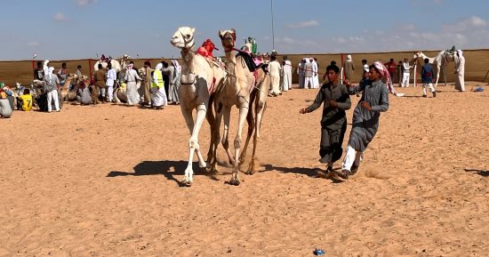 من قلب الصحراء إلى العلمين.. سباقات الهجن تنعش التراث وتجذب الأنظار.. تتألق بمنافسة حادة بين 1600 جمل.. تنافس حاد وابتكارات تكنولوجية تضيء الحدث.. الآلاف من عشاق الإبل يلاحقونها فى ميدان السباق.. فيديو وصور
