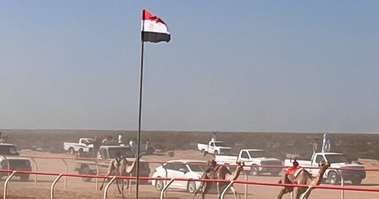 متعة وإثارة سباقات الهجن فى العلمين.. 1600 جمل تتنافس على لقب الأسرع.. فيديو