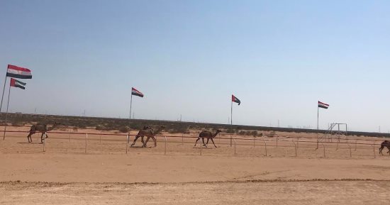 انطلاق فعاليات سباق الهجن بالعلمين بمشاركة 1600 متسابق من كل المحافظات