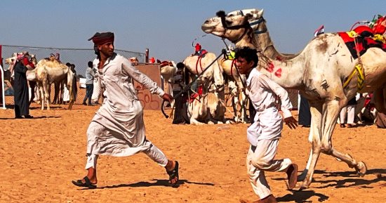 انطلاق أول سباق هجن بالعلمين في العام الجديد بمشاركة واسعة وإقبال كبير