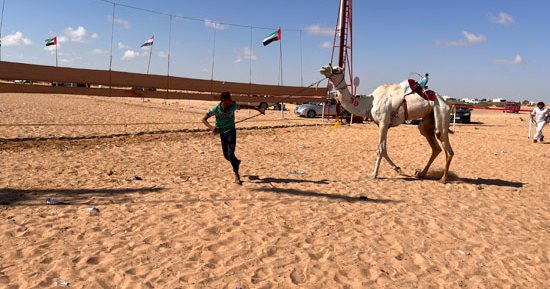 دور بارز للمعلقين فى سباقات الهجن بالعلمين بجودة صوتية متقدمة