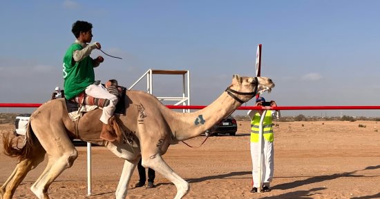 مضاعفة جوائز سباقات الهجن بالعلمين  في الموسم القادم