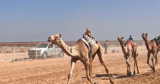 ننشر أسماء الهجن الفائزة بسباق مهرجان العلمين وملاكها من كل المحافظات