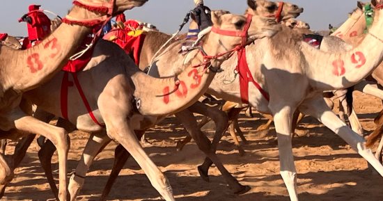 العلمين تستحضر الماضى بعيون الحاضر فى مهرجان سباق الهجن.. نحو 1600 جمل يمثلون أفضل السلالات من مختلف أنحاء المحافظات.. الجمال تتسابق بتقنيات التكنولوجيا الحديثة.. وأشواط تراثية يقودها الهجانة.. صور