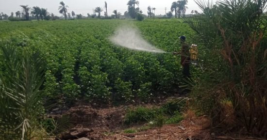 زراعة سوهاج: 671 فدانا المساحة المزروعة بالقطن هذا العام