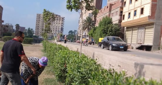 زراعة 347 ألف شجرة بكفر الشيخ ضمن المبادرة الرئاسية "100 مليون شجرة".. صور