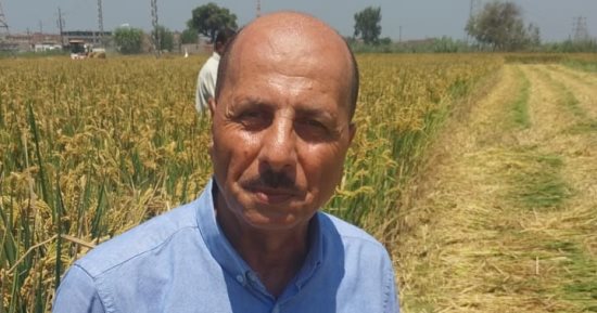 شاهد رئيس المشروع القومى لإنتاج الأرز السوبر يشرح مواصفات المحصول وطريقة زراعته