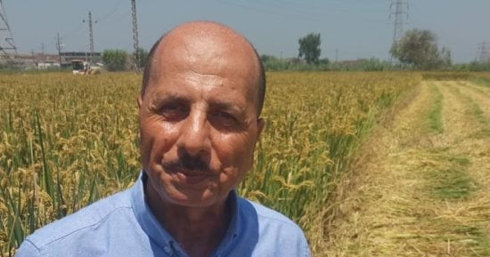 بشاير الخير.. انطلاق حصاد الأرز 303بغيطان الشرقية.. رئيس مشروع تطوير إنتاج الأرز الهجين السوبر: صنف ذو إنتاجية مرتفعة يعطى 5أطنان للفدان ويوفر 30% من المياه.. مدير عام الزراعة: 211 ألفا و350 فدان إجمالى المساحة