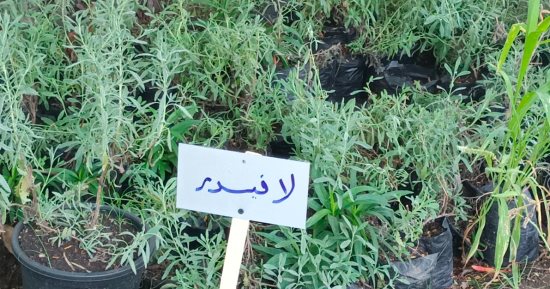 الانتهاء من تطوير مشتل دسوق وتوفير الشتلات لزراعة الأشجار بالميادين.. صور