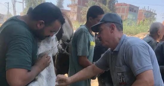قافلة بيطرية مجانية بقرية بهنيا بالشرقية