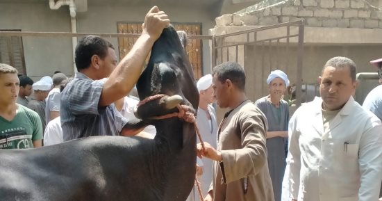 رش وعلاج 4175 رأس ماشية وطائر خلال قافلة بيطرية مجانية بالعياط.. صور