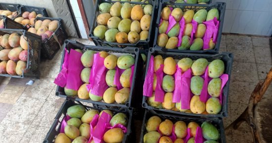 المانجو على كل شكل ولون.. العويس والسكرى الأكثر شراء من قبل المواطنين.. زحام على شراء الزبدية والناعومى للتخزين لاستخدامها للعصائر طوال العام.. وتاجر جمله الانتاج هذا العام يعادل إنتاج 3 أعوام سابقة.. صور