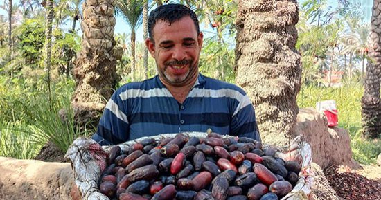بشاير البلح الرطب نورت الغيطان.. انطلاق موسم حصاد التمور بالشرقية