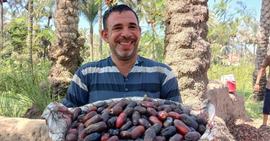 انطلاق موسم حصاد البلح الأحمر بمدينة القرين بلد المليون نخلة بالشرقية.. صور