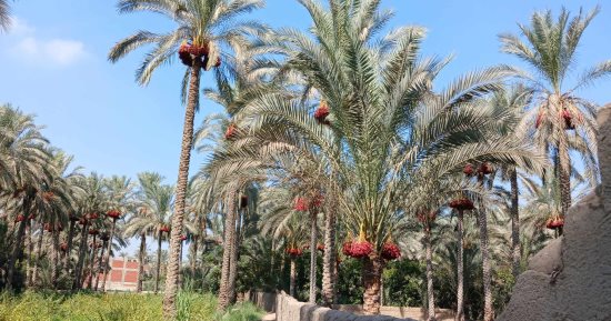 انطلاق موسم حصاد البلح الأحمر بـ"القرين" بلد المليون نخلة بالشرقية.. العم "حسينى".. طالع النخل: بلدنا تنتج أجود أنواع التمر والعجوة والنخيل مصدر دخل أكثر من 60% من الأهالى.. وموسم الحصاد قد يستغرق 40 يوما