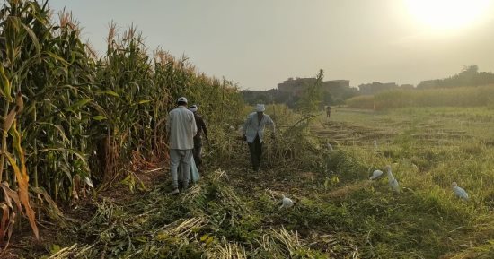 السمسم بعد الحصاد يزين الحقول بسوهاج.. والأهالى ينتظرون المحصول.. فيديو