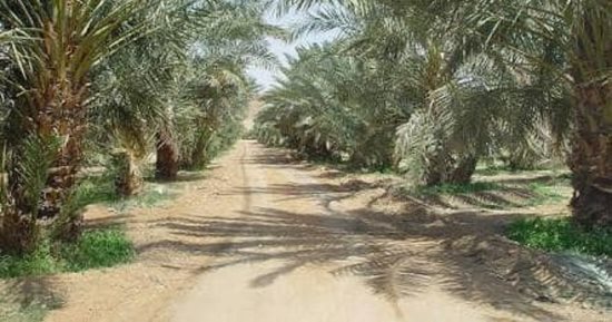10 معاملات زراعية لمحصول "نخيل البلح" خلال أبريل.. تعرف عليها