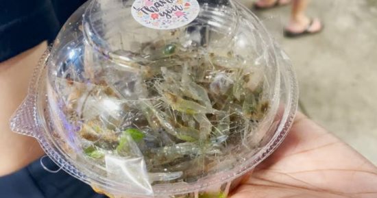 الجمبري الراقص أشهر أكلة في تايلاند يقفز من الأطباق حيا الجمبري الراقص أشهر أكلة في تايلاند يقفز من الأطباق حيا