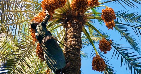 موسم حصاد التمور عيد بقرى البدرشين.. طارق لطفى: ننتج أجود أنواع البلح ومنه تصنع العجوة.. "أحمد" عامل باليومية: عائد بيع المحصول يعتمد عليه الأهالى فى تزويج الأبناء.. وعم "محمد": طلوع النخل مهنة بناكل منها عيش