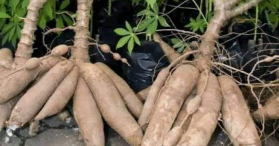 نجاح تجربة زراعة الكاسافا فى الوادى الجديد.. الفكرة بدأت منذ عامين.. وتم استقدام "عقل الشتلات" من تايلاند.. رئيس الفريق البحثى: من المحاصيل التى تدر عملة صعبة.. وذات قيمة اقتصادية وغذائية كبيرة