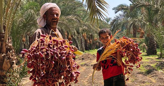 يا بلح أمهات ياسمارة..  انطلاق موسم حصاد التمور بالبدرشين