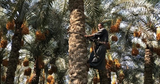 تمور أشكال وألوان.. بشاير موسم حصاد البلح