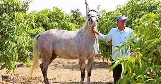 الخيل العربى ..أقوى السلالات فى العالم.. 5 عائلات رئيسية أشهرها الكحيلان والهدبان والعجوز.. تكلفة تربية الحصان 10 آلاف جنيه شهريا.. و15 معيارًا للجمال أبرزها تناسق العيون الواسعة واستقامة الأرجل.. صور