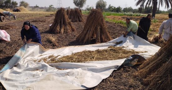 حقول القليوبية تتزين بحصاد محصول السمسم