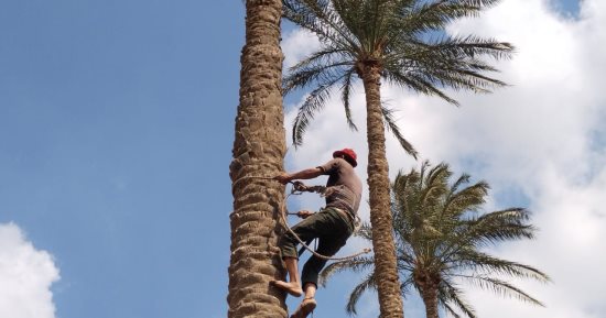 "حيانى يا بلح حيانى".. انطلاق موسم حصاد البلح بالقليوبية