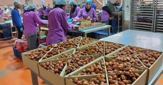 جولة داخل أكبر مجمع حكومى لتصنيع وتعبئة تمور التصدير بالوادى الجديد.. فيديو